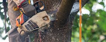 Professional Tree Removal Services in Oakland, NE